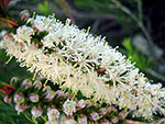 Melaleuca alternifolia (Tea Tree)