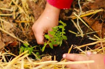 Growing Medicinal Herbs - 8 Books to Get You Started