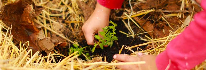 Growing Medicinal Herbs - 8 Books to Get You Started